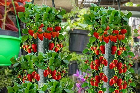hanging strawberry grow bag