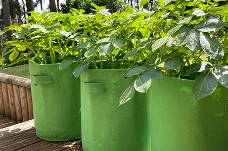 fabric grow bag