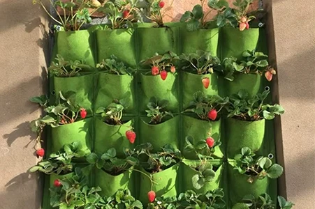 Wall Mounted Grow Bags